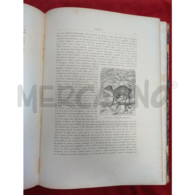 LA STORIA NATURALE ILLUSTRATA I MAMMIFERI 1884 | Mercatino dell'Usato Roma porta maggiore 4
