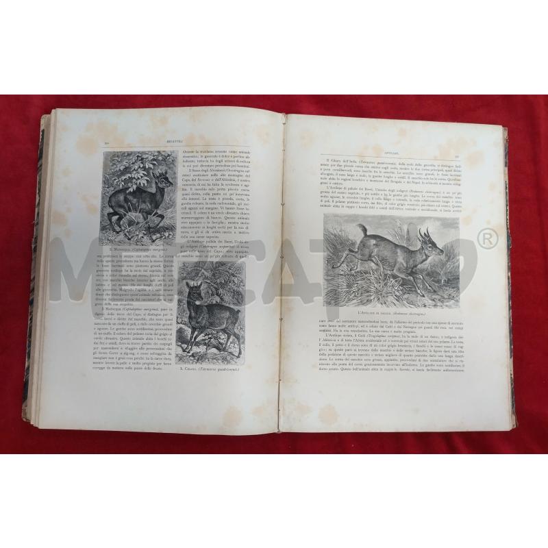 LA STORIA NATURALE ILLUSTRATA I MAMMIFERI 1884 | Mercatino dell'Usato Roma porta maggiore 5