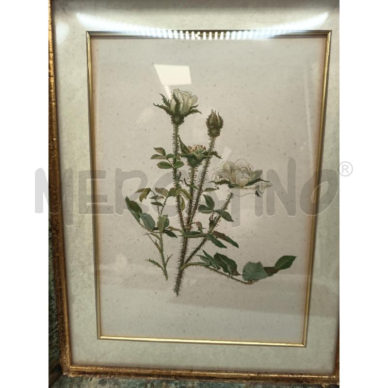 QUADRO STAMPA FLOREALE CORNICE MAREZZATA  | Mercatino dell'Usato Roma porta maggiore 2