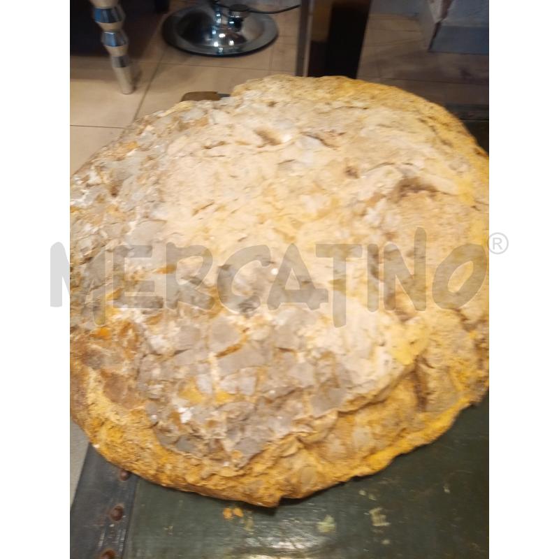 SEZIONE AMMONITE FOSSILE MADAGASCAR  | Mercatino dell'Usato Roma porta maggiore 5