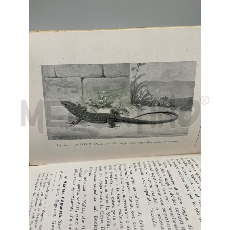 VANDONI - I RETTILI D'ITALIA HOEPLI 1914 | Mercatino dell'Usato Roma porta maggiore 4