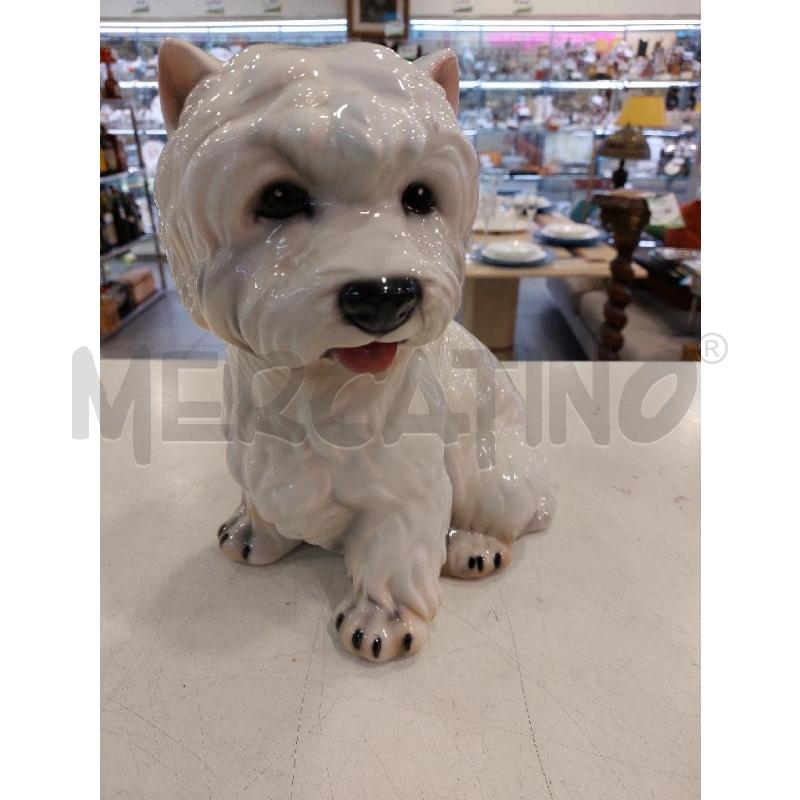 CANE CER ITALIANA BIANCO | Mercatino dell'Usato Roma eur 1