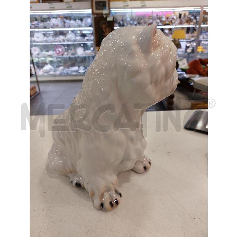 CANE CER ITALIANA BIANCO | Mercatino dell'Usato Roma eur 2