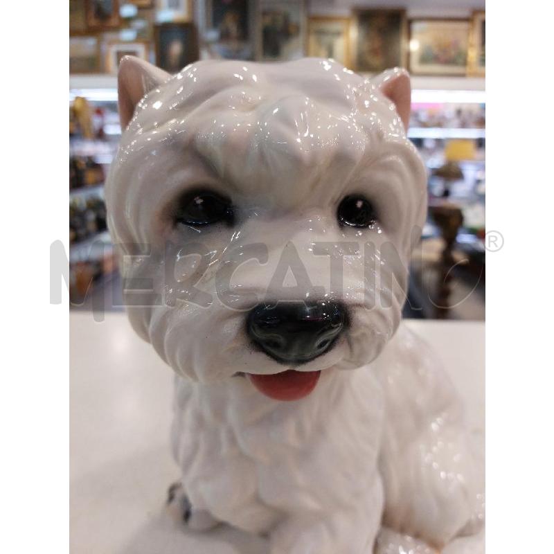 CANE CER ITALIANA BIANCO | Mercatino dell'Usato Roma eur 5