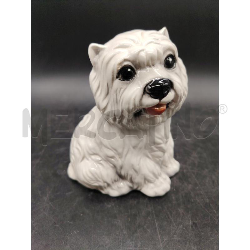 CANE CER ITAL PICC | Mercatino dell'Usato Roma eur 1