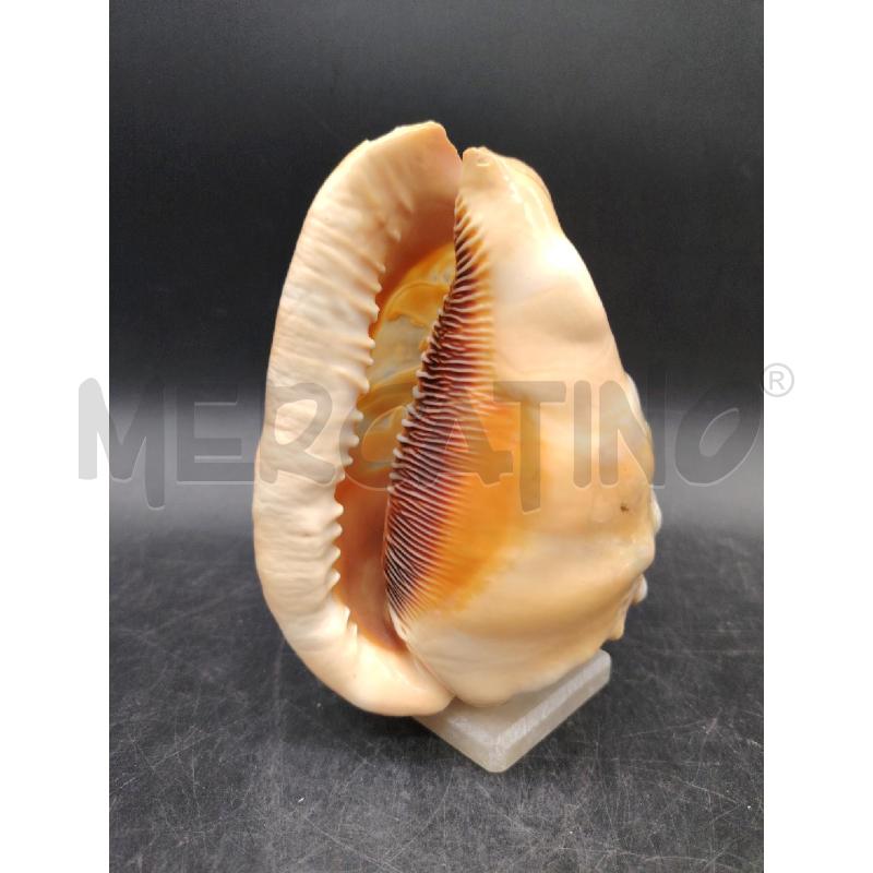 CONCHIGLIA DEC DAMA BASE ALABASTRO  | Mercatino dell'Usato Roma eur 5