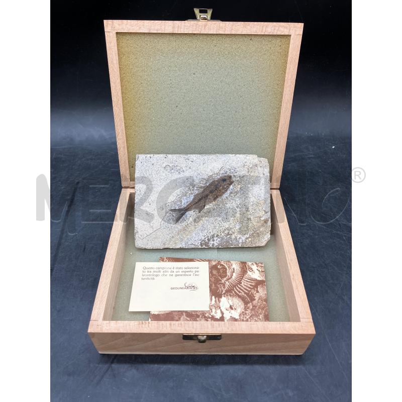 FOSSILE DEPALIS MACRURUS  | Mercatino dell'Usato Roma eur 1
