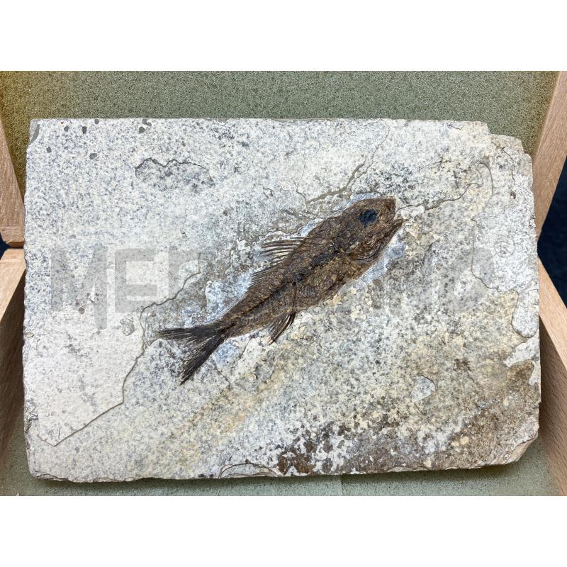 FOSSILE DEPALIS MACRURUS  | Mercatino dell'Usato Roma eur 2