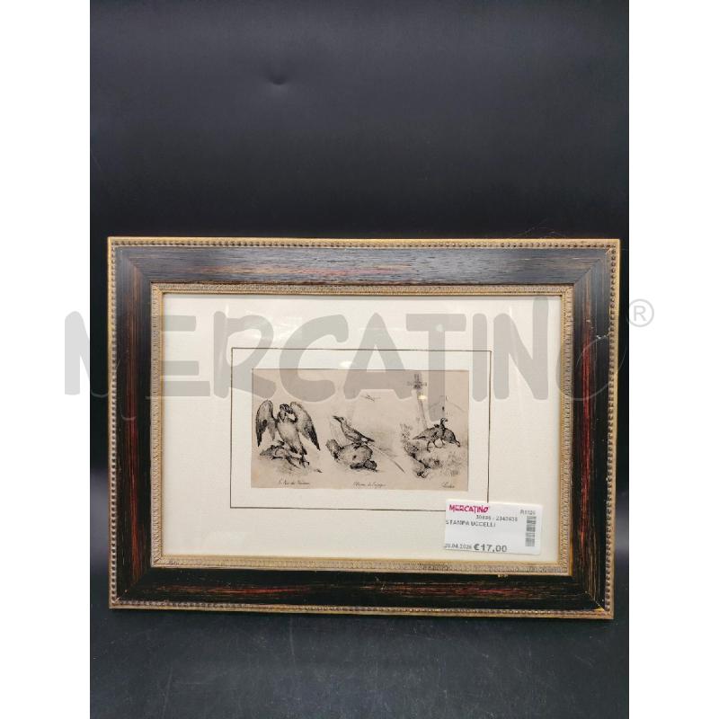 STAMPA UCCELLI | Mercatino dell'Usato Roma eur 1