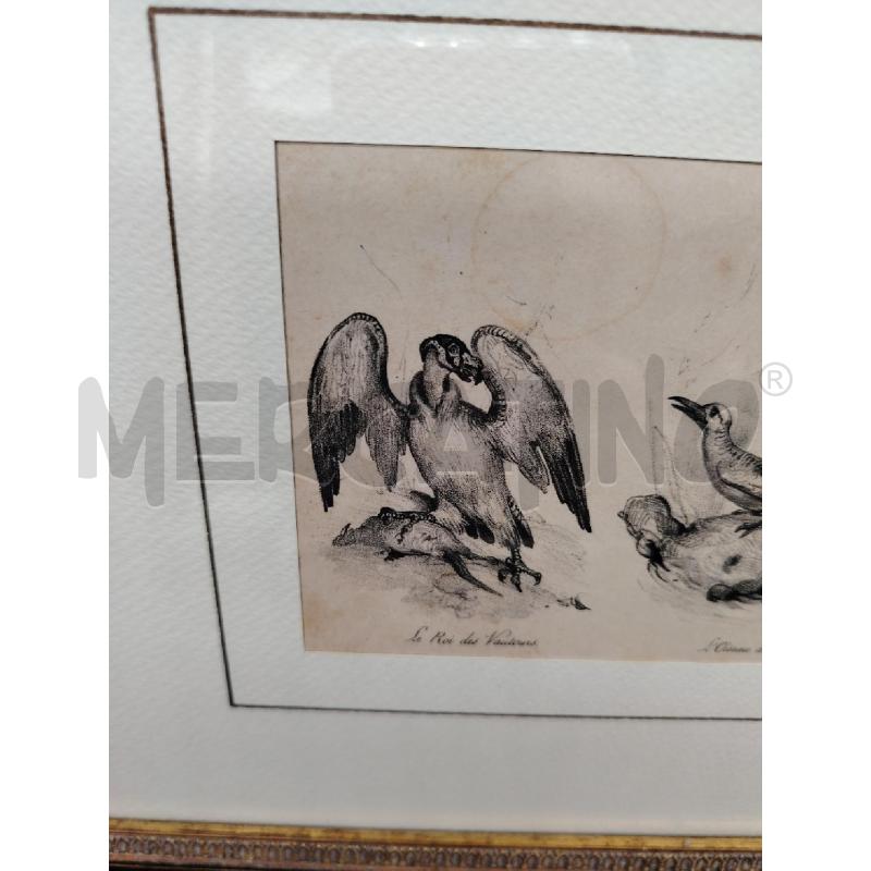 STAMPA UCCELLI | Mercatino dell'Usato Roma eur 2