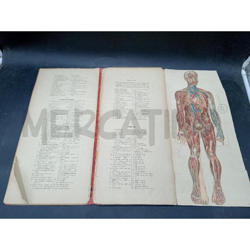 STRUTTURA DEL CORPO UMANO TESTO SPIEGATIVO DEL PROF MARIO LESSONA | Mercatino dell'Usato Roma eur 3