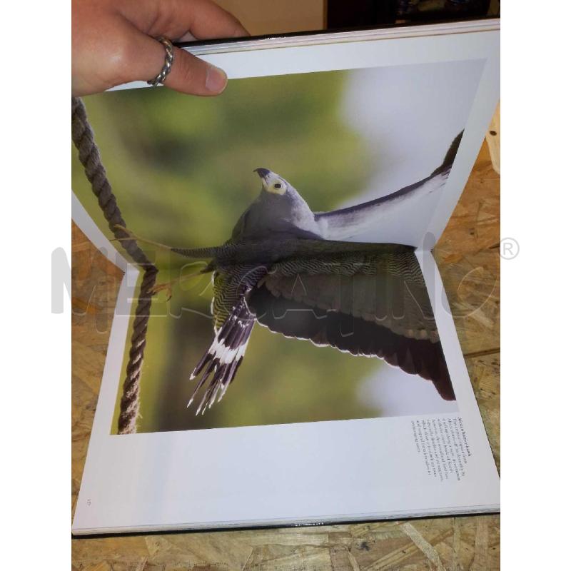 BIRDS OF PREY | Mercatino dell'Usato Colleferro 4
