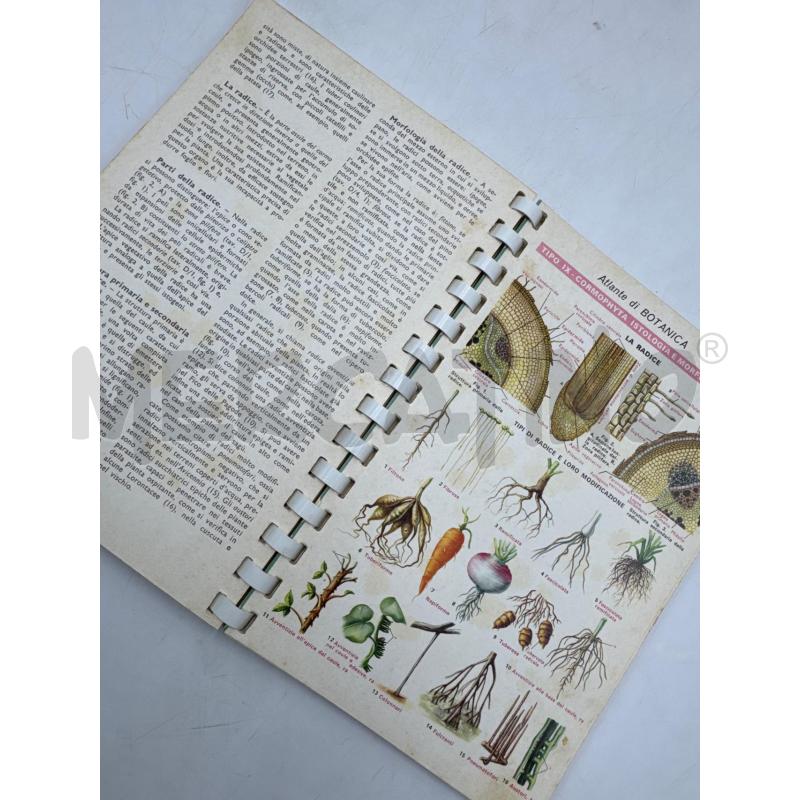 TAVOLE DI BOTANICA | Mercatino dell'Usato Colleferro 3