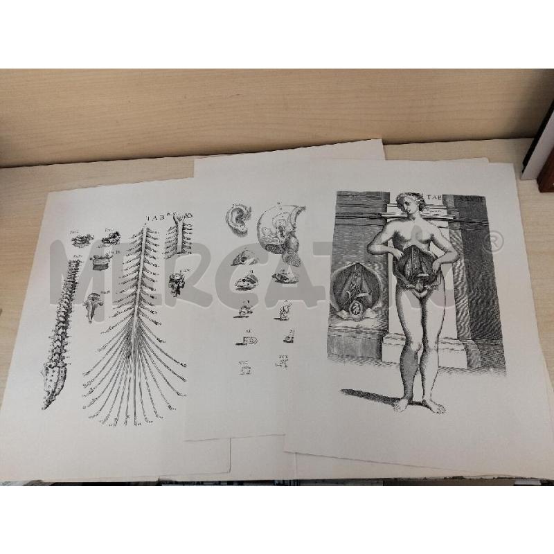TAVOLE ANATOMICHE PIETRO BERRETTINO | Mercatino dell'Usato Roma portonaccio 4