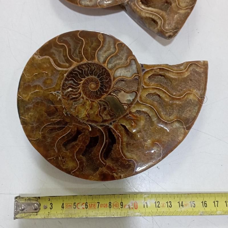 COPPIA PIETRE SPIRALE TIPO FOSSILE | Mercatino dell'Usato Roma montemario 2