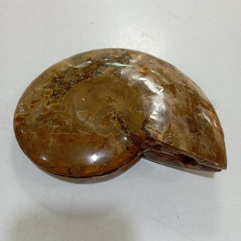 COPPIA PIETRE SPIRALE TIPO FOSSILE | Mercatino dell'Usato Roma montemario 3