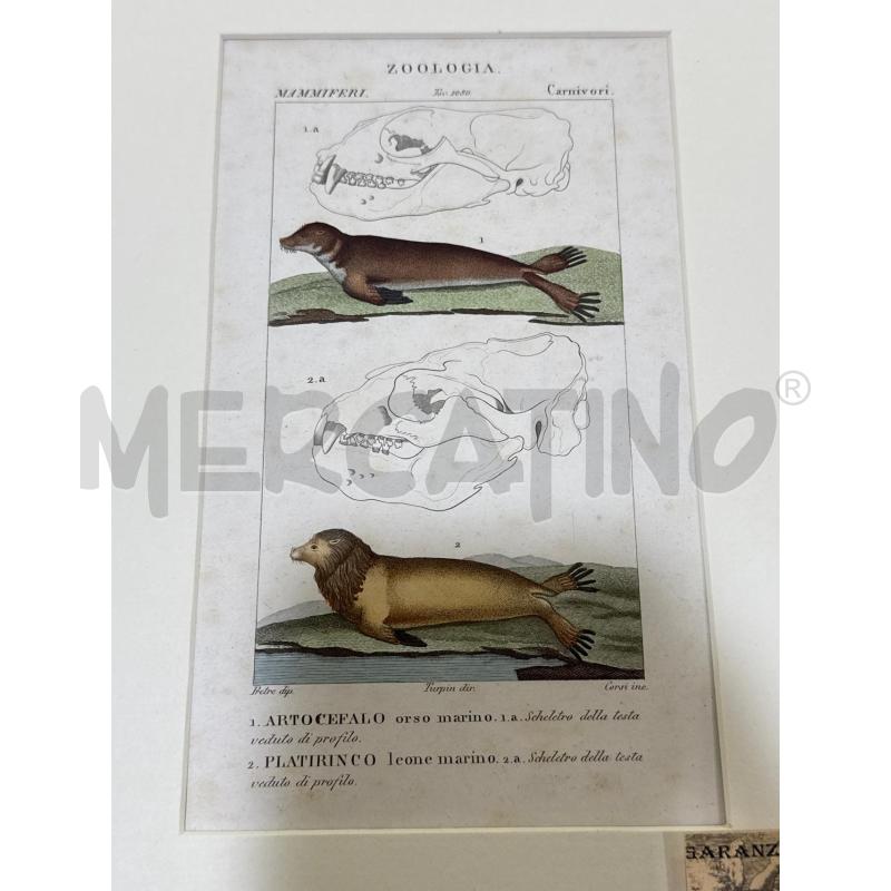 LITOGRAFIA CORSI ANIMALI ZOOLOGIA | Mercatino dell'Usato Roma montemario 1
