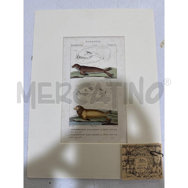 LITOGRAFIA CORSI ANIMALI ZOOLOGIA | Mercatino dell'Usato Roma montemario 2