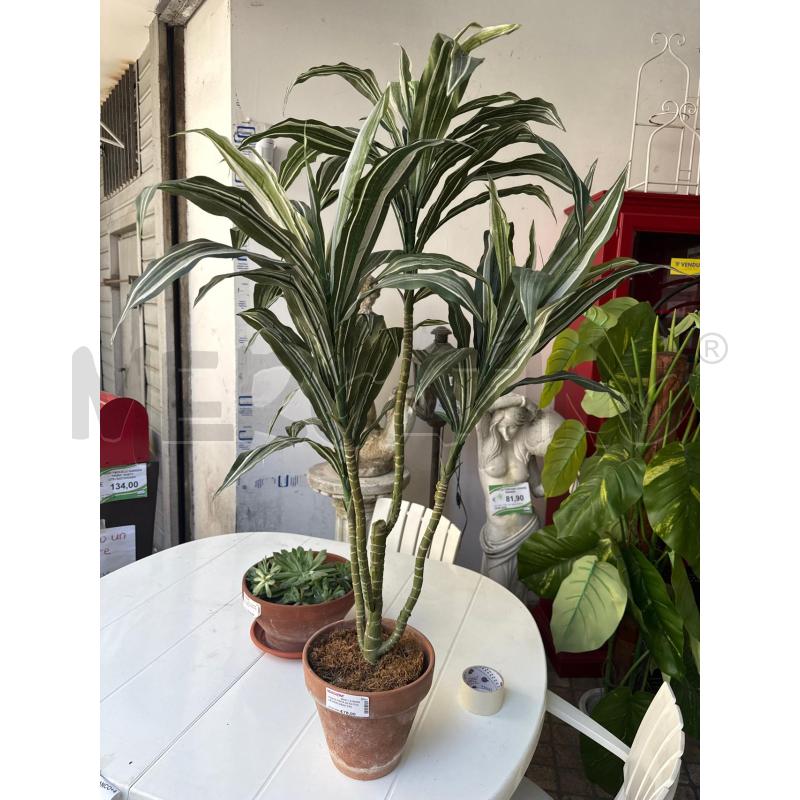 PIANTA FINTA ALTA FOGLIE DRACAENA VASO TERRAC | Mercatino dell'Usato Roma montemario 1