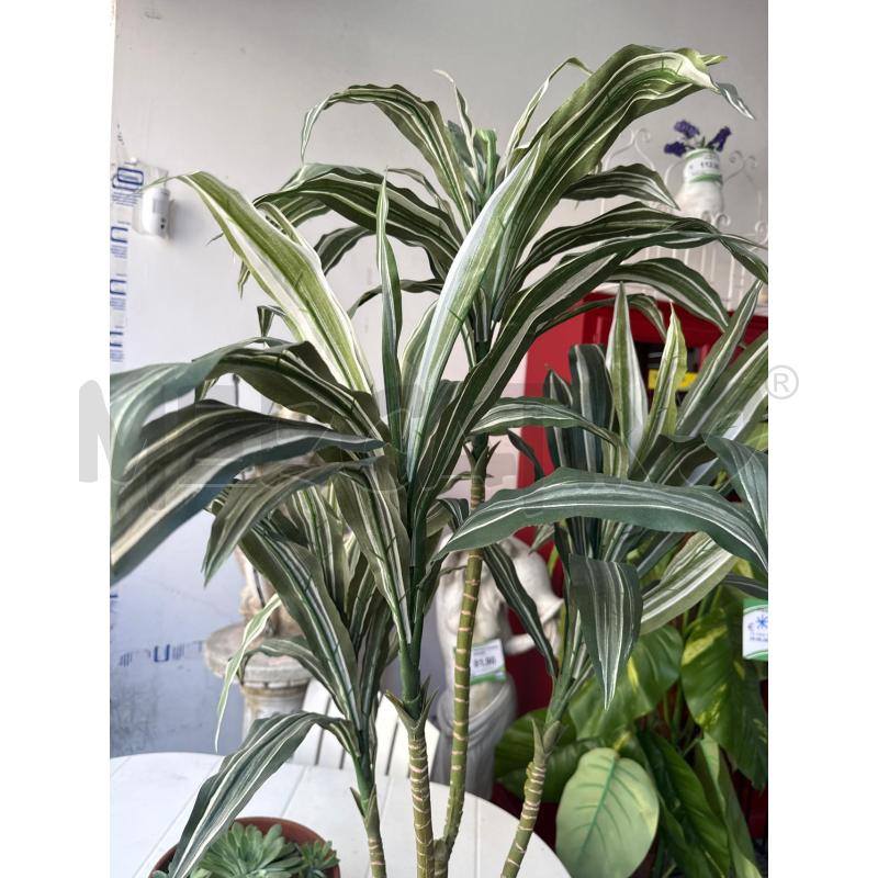 PIANTA FINTA ALTA FOGLIE DRACAENA VASO TERRAC | Mercatino dell'Usato Roma montemario 2
