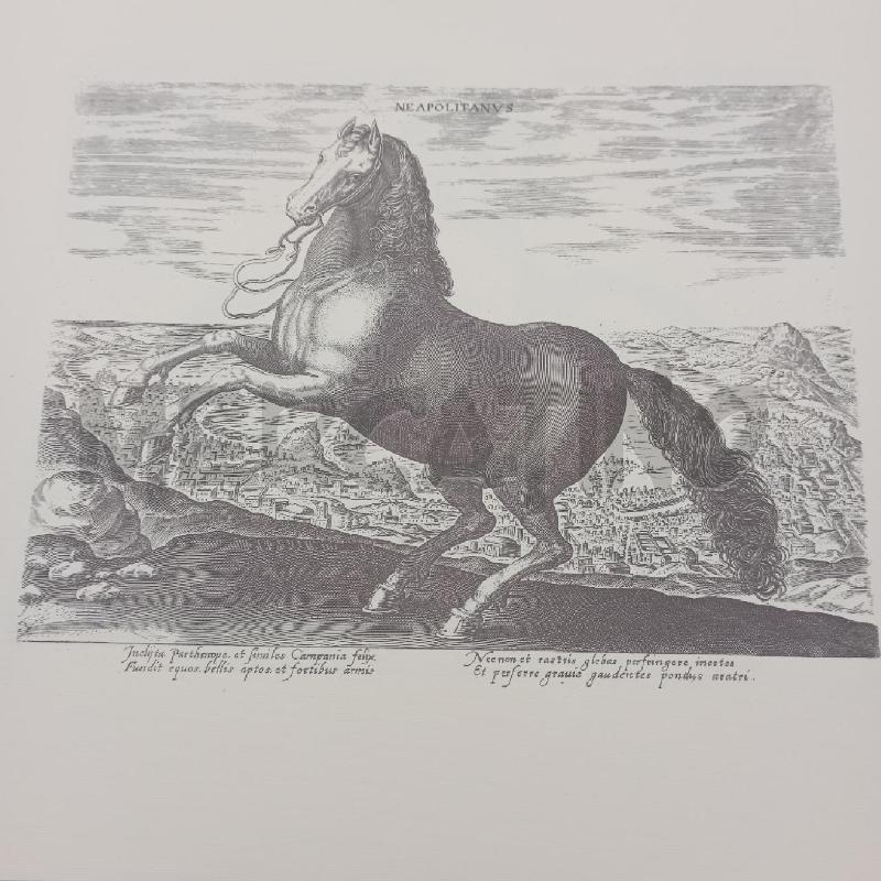 RACCOLTA LA NOBILTÀ DEL CAVALLO RENZO RUFFINI | Mercatino dell'Usato Roma montemario 5