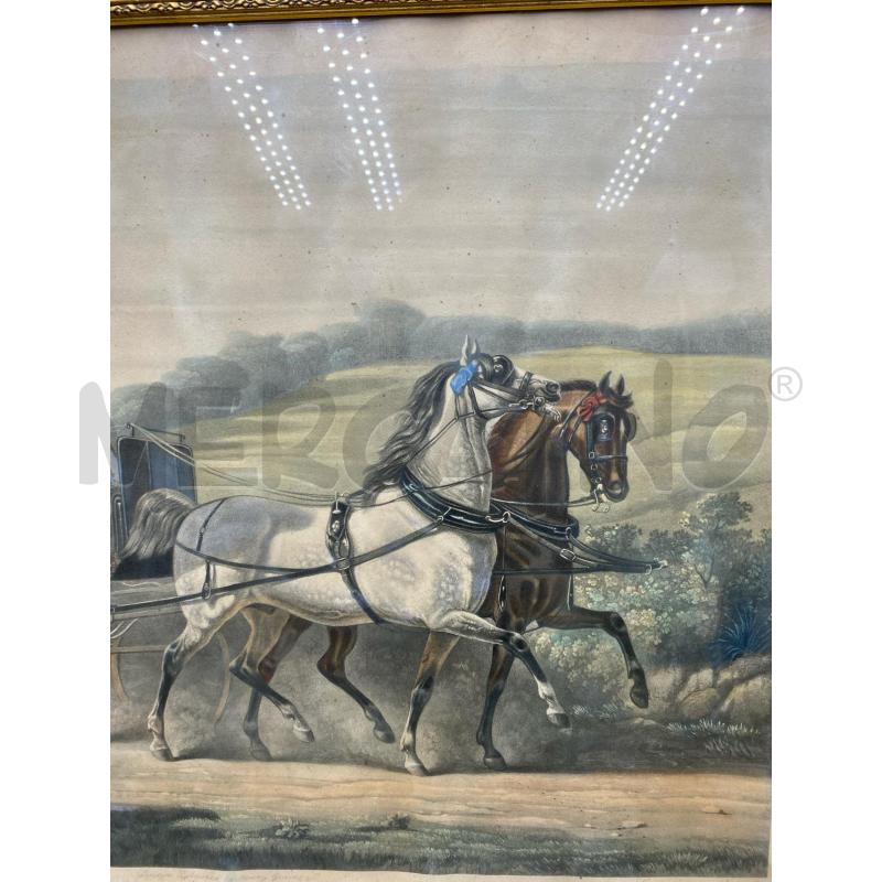 STAMPA INGLESE CAVALLI | Mercatino dell'Usato Roma porta di roma 3