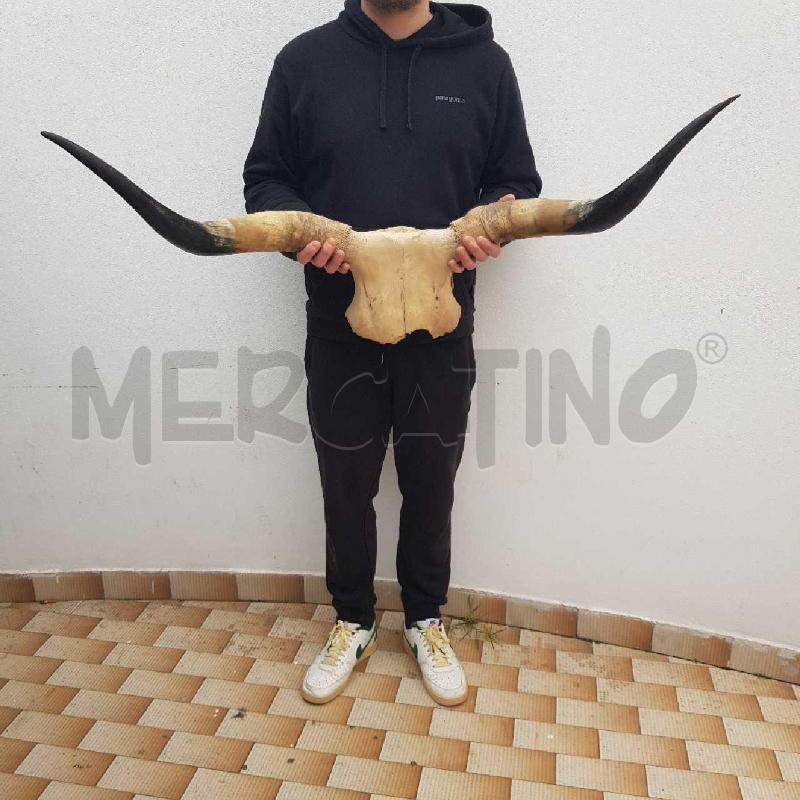 CORNA DI BOVINO DECORATIVE | Mercatino dell'Usato Civitavecchia 1