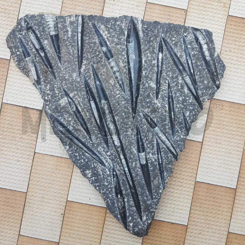 FOSSILE ORTHOCERAS 50X48X4 12KG | Mercatino dell'Usato Civitavecchia 1