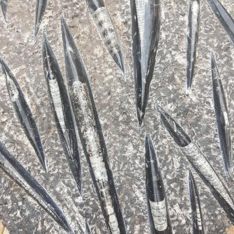 FOSSILE ORTHOCERAS 50X48X4 12KG | Mercatino dell'Usato Civitavecchia 2
