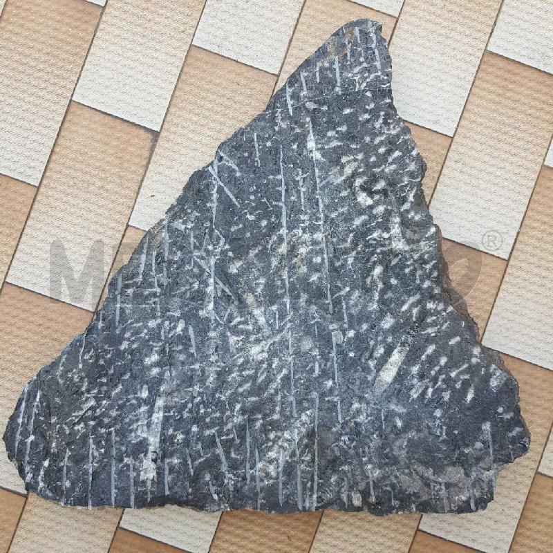 FOSSILE ORTHOCERAS 50X48X4 12KG | Mercatino dell'Usato Civitavecchia 3