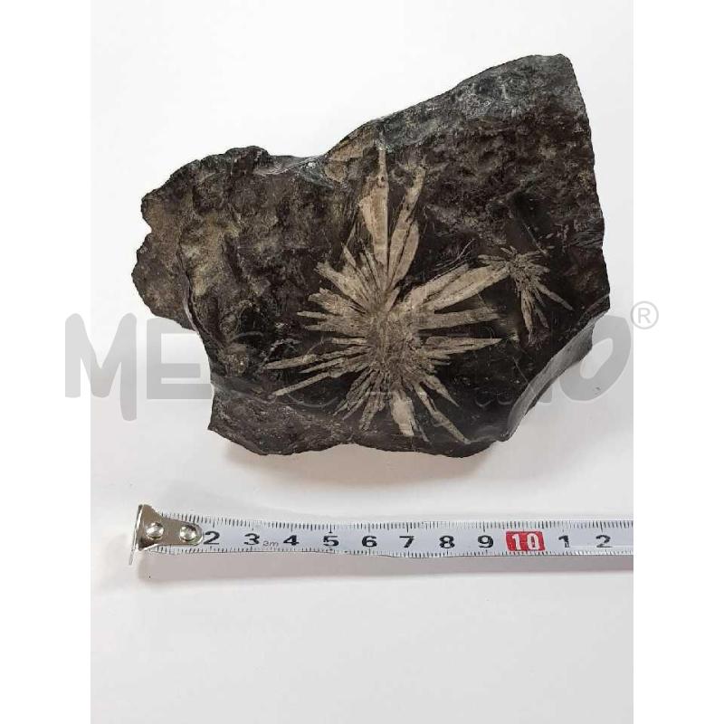 PIETRA CRISANTEMO 10*12 | Mercatino dell'Usato Civitavecchia 1