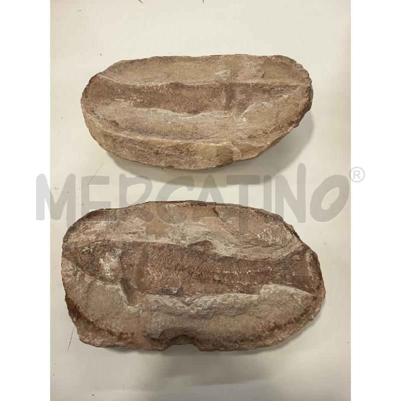 FOSSILE PESCEDOPPIA MATRICE | Mercatino dell'Usato Roma rebibbia 1