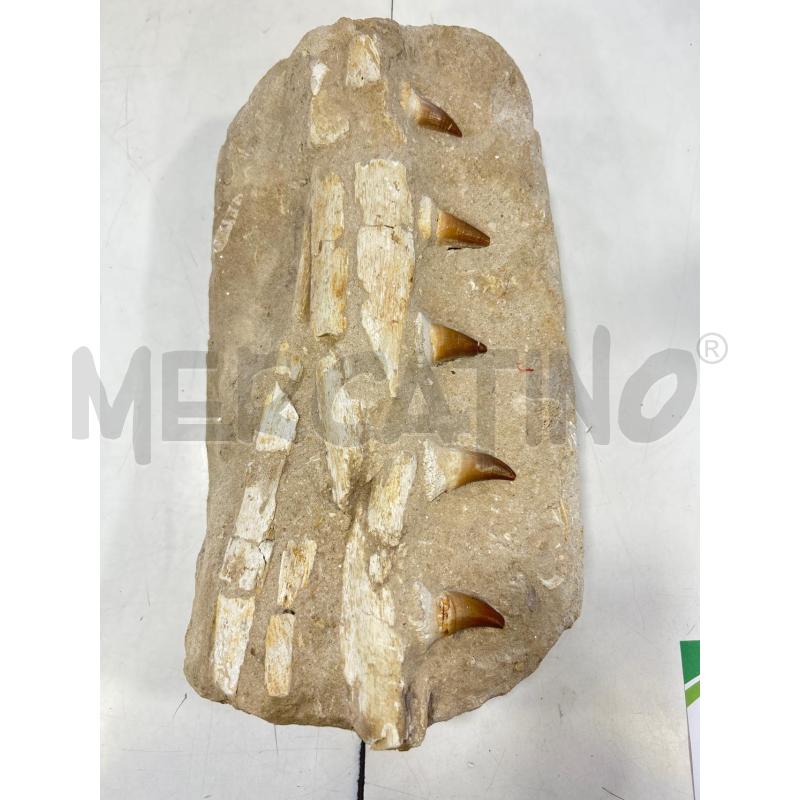 FOSSILE PRESUNTO MOSASAURO 70-65 M SINGOLA MATRICE | Mercatino dell'Usato Roma rebibbia 1