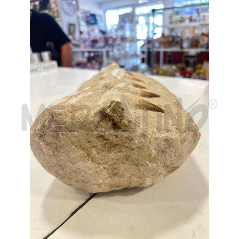 FOSSILE PRESUNTO MOSASAURO 70-65 M SINGOLA MATRICE | Mercatino dell'Usato Roma rebibbia 2