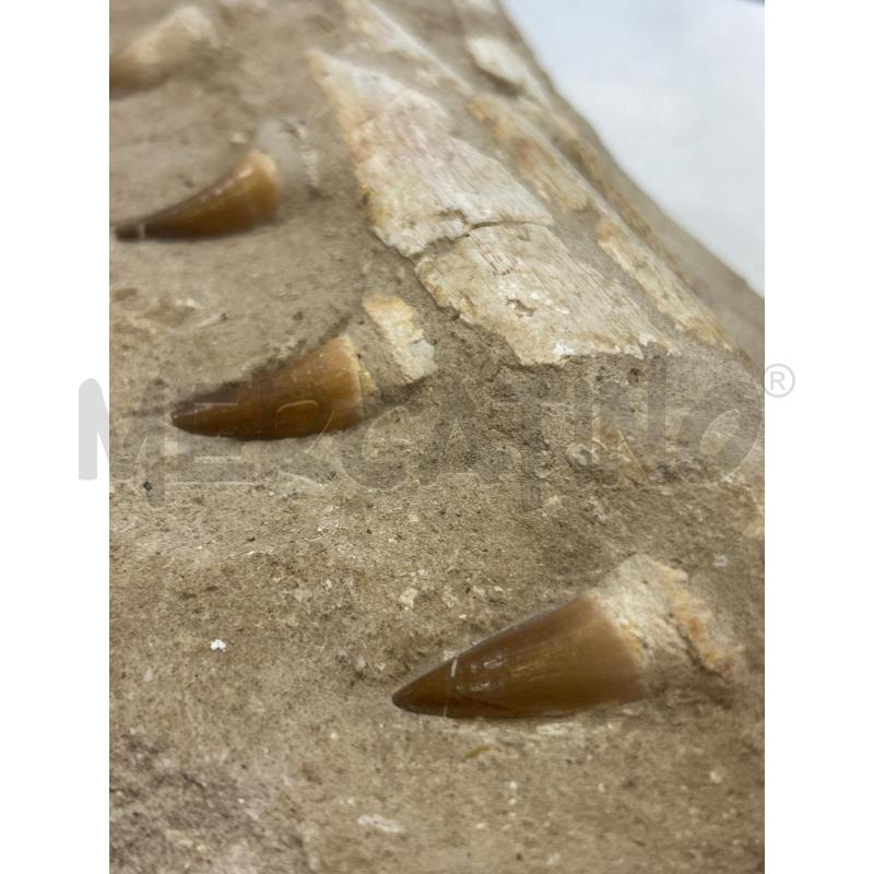 FOSSILE PRESUNTO MOSASAURO 70-65 M SINGOLA MATRICE | Mercatino dell'Usato Roma rebibbia 3