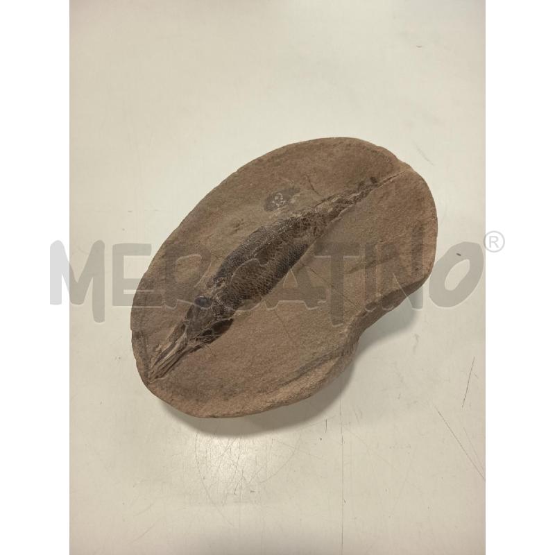 FOSSILE  PESCE OSSEO RHACOLEPIS BUCCALIS 120-110 M | Mercatino dell'Usato Roma rebibbia 1