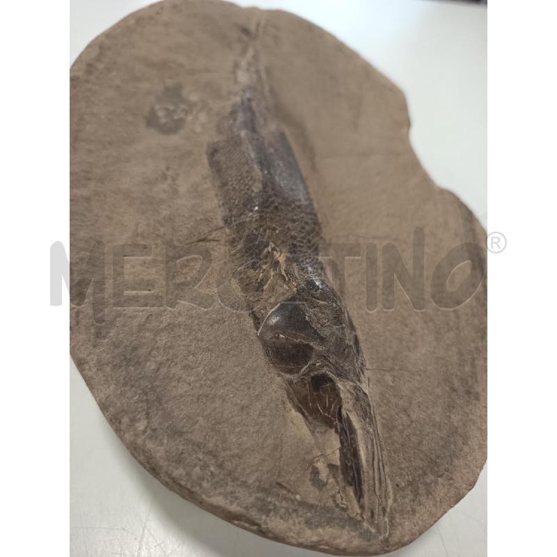 FOSSILE  PESCE OSSEO RHACOLEPIS BUCCALIS 120-110 M | Mercatino dell'Usato Roma rebibbia 2