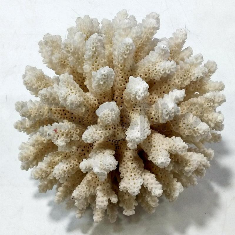 MINERALE SPUGNA BIANCA DECORATIVA | Mercatino dell'Usato Roma rebibbia 2