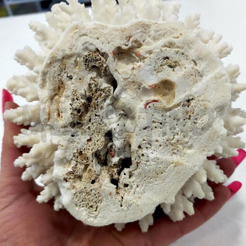 MINERALE SPUGNA BIANCA DECORATIVA | Mercatino dell'Usato Roma rebibbia 3