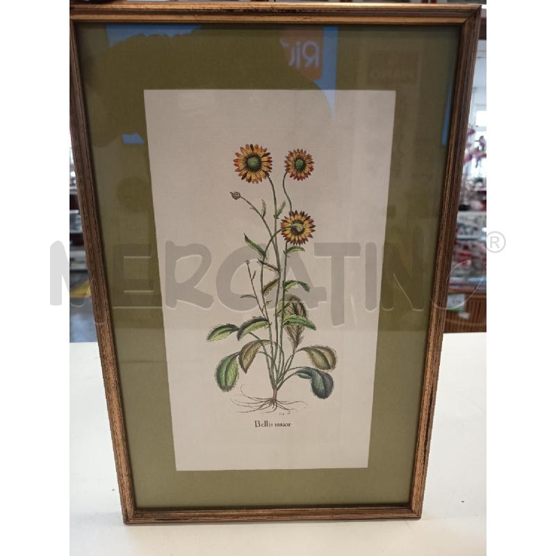 STAMPA COLORI PIANTA BELLIS MAIOR C DOR | Mercatino dell'Usato Roma rebibbia 1