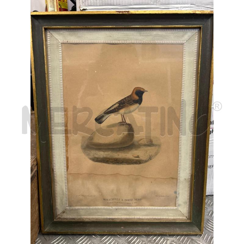 STAMPA COLORI SCURI MONACHELLA A DORSO NERO C LEGNO 53X41 | Mercatino dell'Usato Roma rebibbia 1