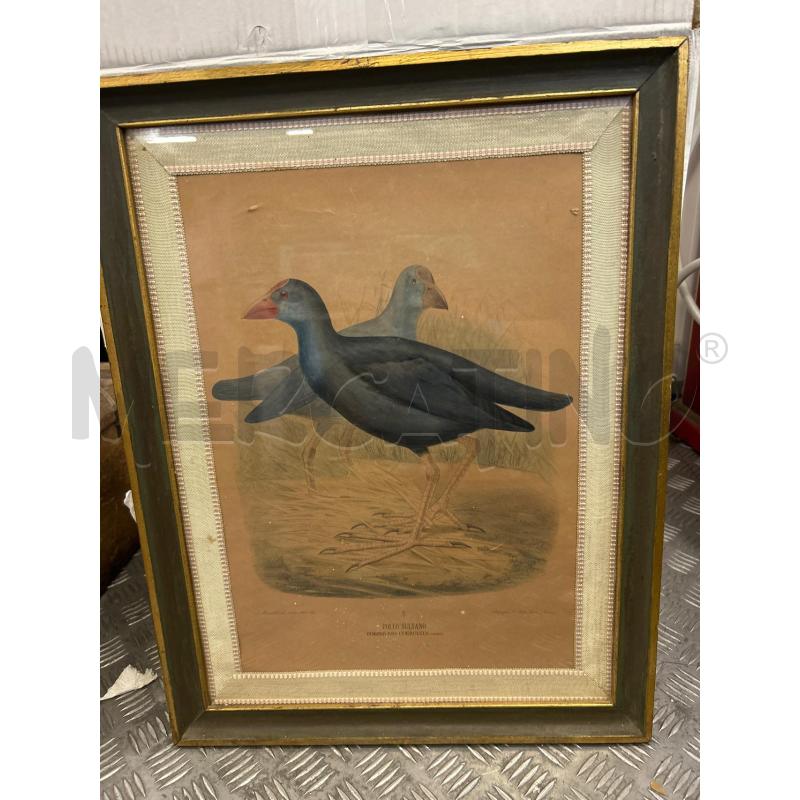 STAMPA COLORI SCURI POLLO SULTANO C LEGNO 53X41 | Mercatino dell'Usato Roma rebibbia 1