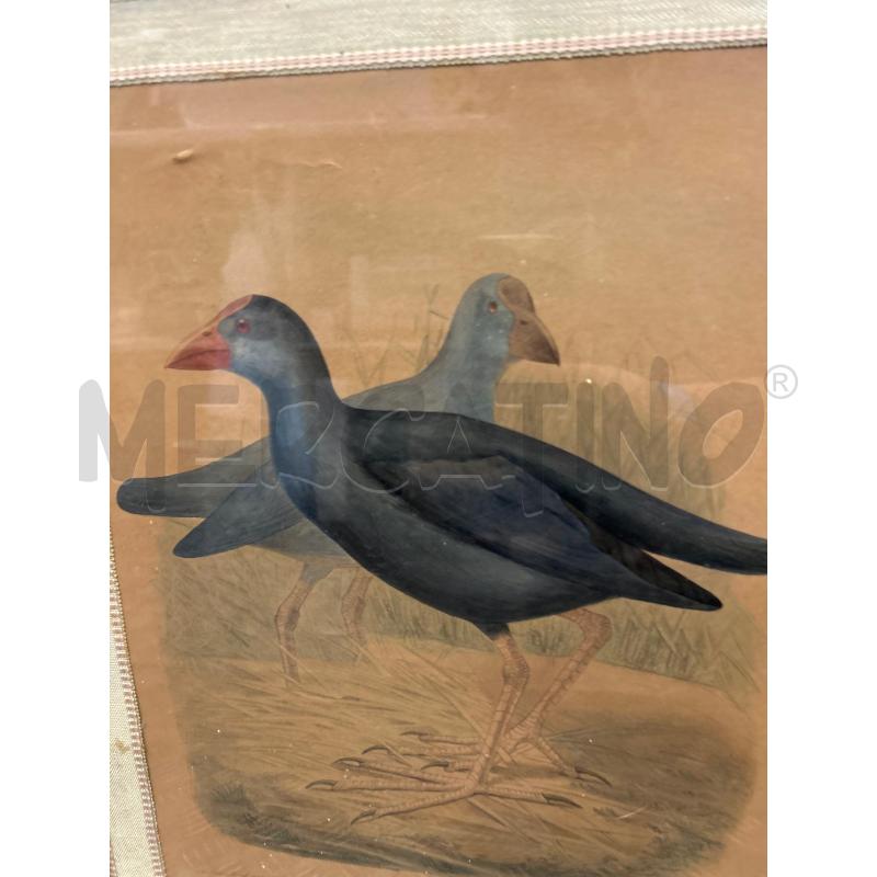 STAMPA COLORI SCURI POLLO SULTANO C LEGNO 53X41 | Mercatino dell'Usato Roma rebibbia 2
