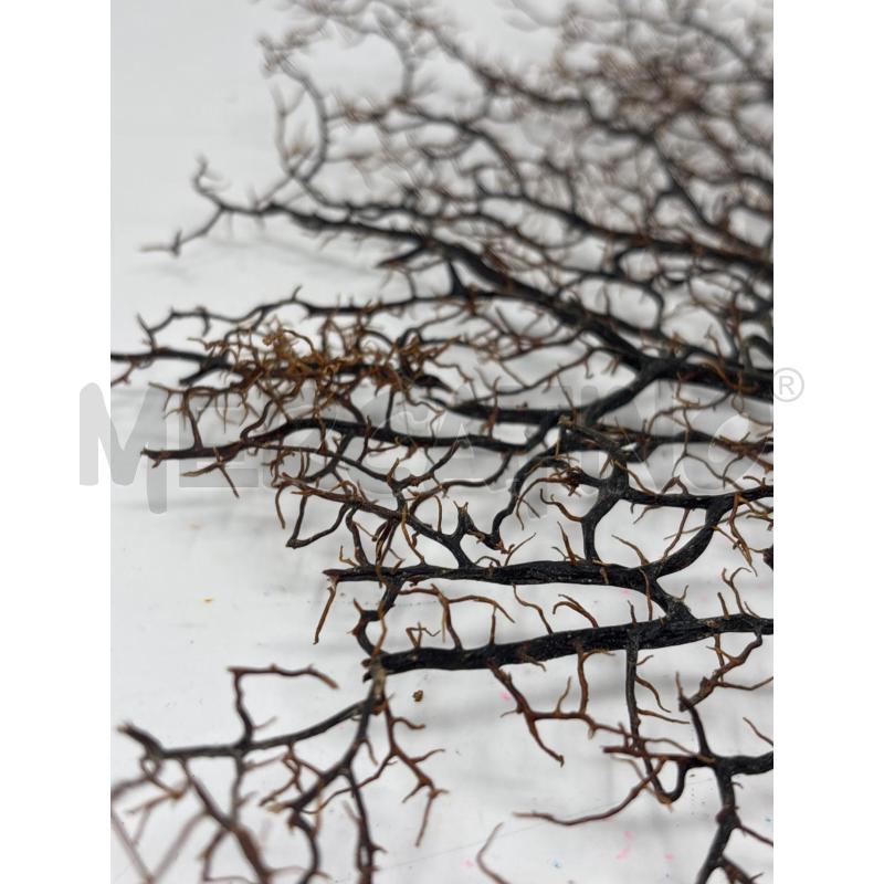 ALBERO DI CORALLO  | Mercatino dell'Usato Roma re di roma 5