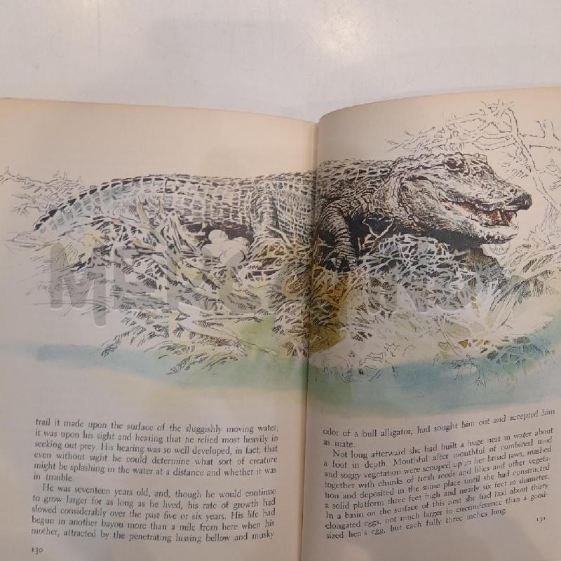 ECKERT BAYOU BACKWATERS MARLIN PERKINS WILD KINGDOM 1968 | Mercatino dell'Usato Roma re di roma 5