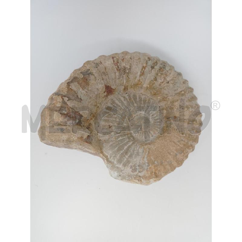 FOSSILE AMMONITE EPOCA | Mercatino dell'Usato Roma re di roma 1