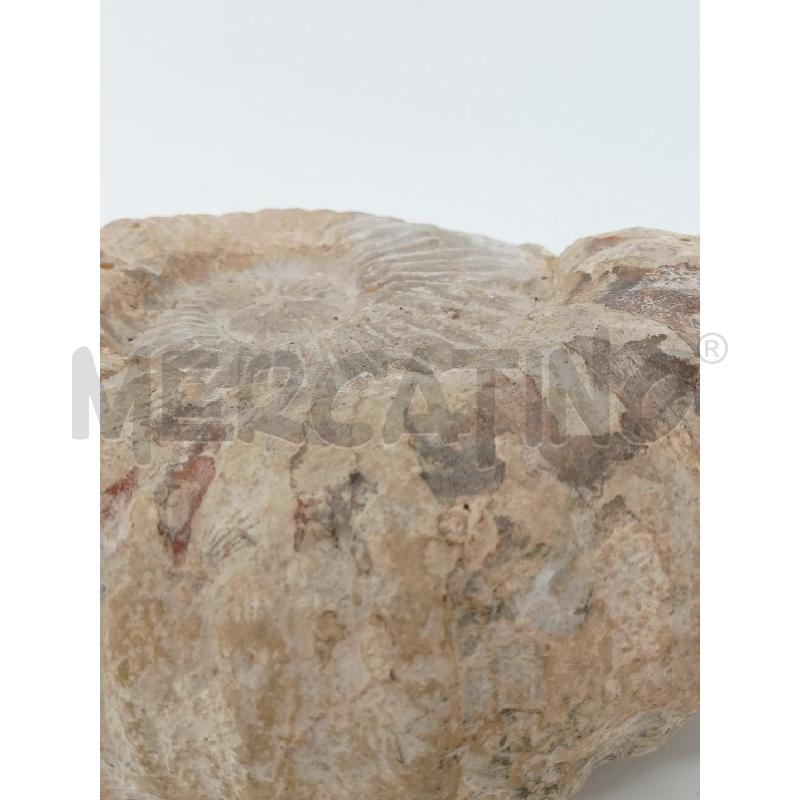 FOSSILE AMMONITE EPOCA | Mercatino dell'Usato Roma re di roma 3