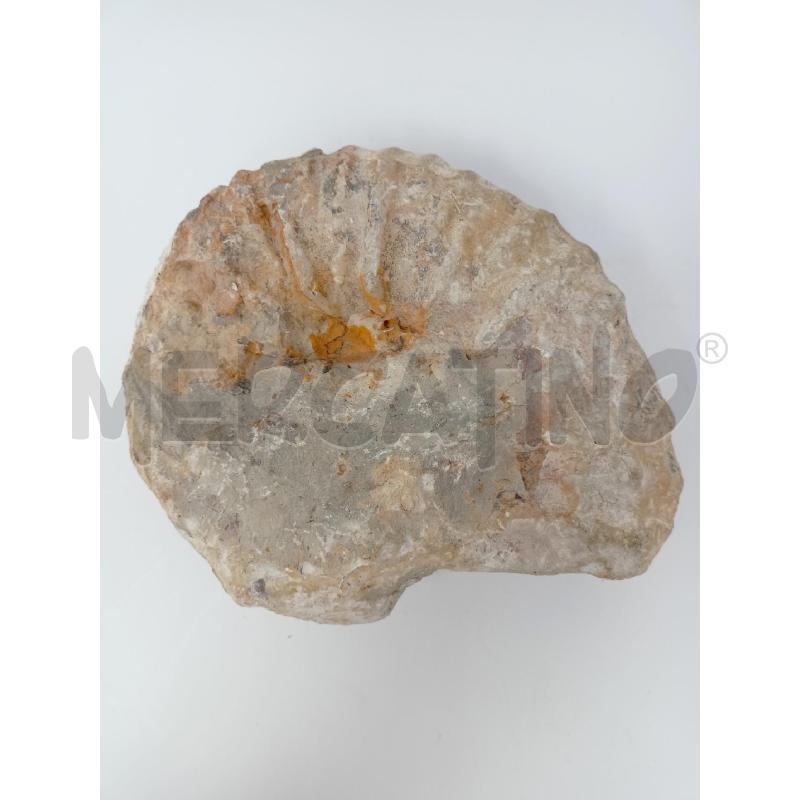 FOSSILE AMMONITE EPOCA | Mercatino dell'Usato Roma re di roma 4