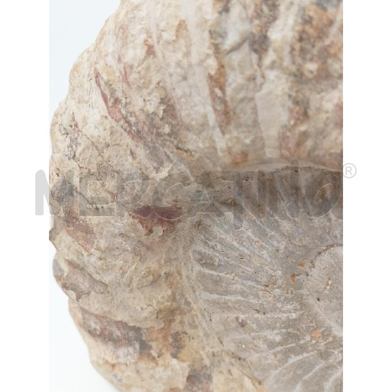 FOSSILE AMMONITE EPOCA | Mercatino dell'Usato Roma re di roma 5