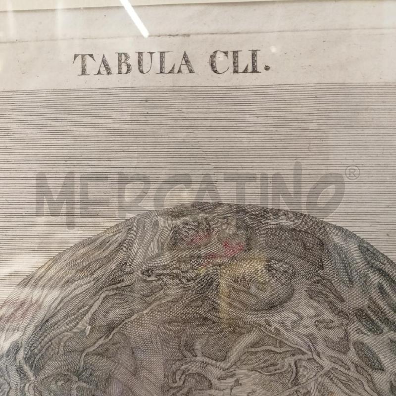 QUADRO INC ANATOMICO UTERO CORN RADICA  | Mercatino dell'Usato Roma re di roma 5